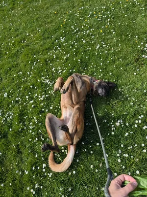 Dog enjoying attention