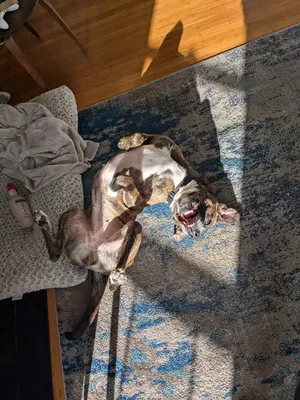 Dog playing fetch